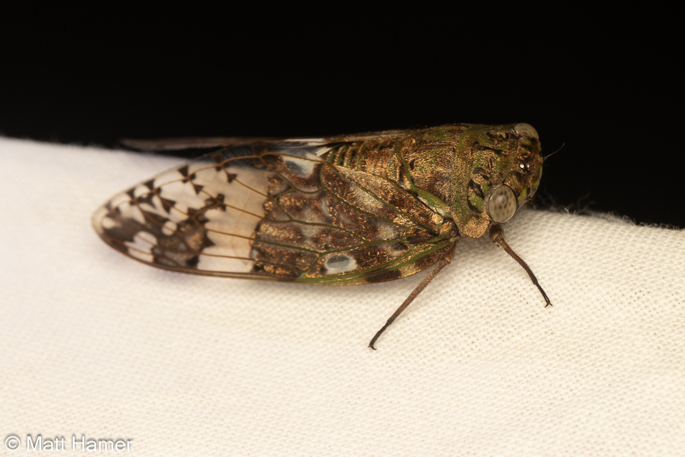 Planopleura ridleyana