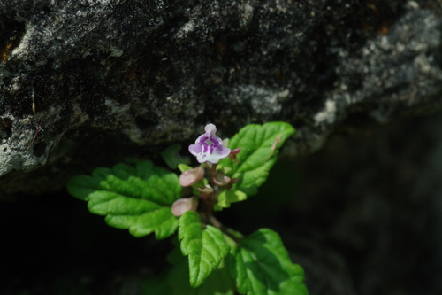 Scutellaria rubropunctata iNat (2)