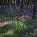 Purple Moor Grass - Photo (c) Wolfgang Jauch, some rights reserved (CC BY), uploaded by Wolfgang Jauch