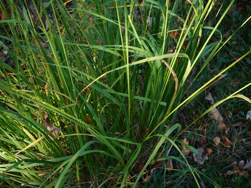 Purple moor grass