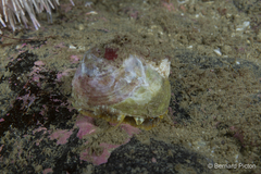Gibbula magus