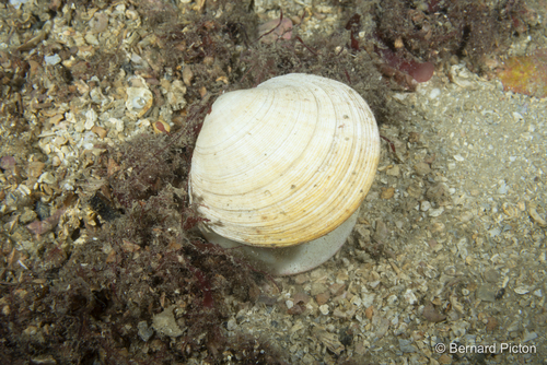 Dosinia exoleta