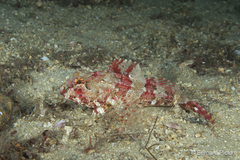 Taurulus bubalis