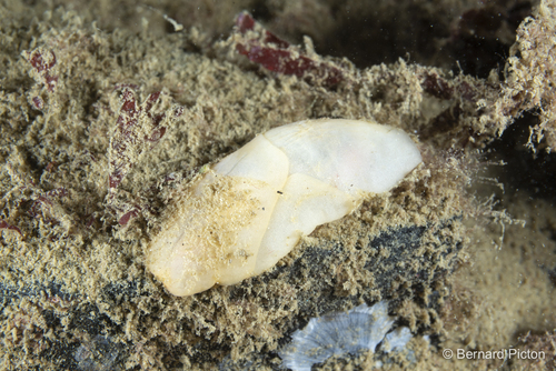 Philine quadripartita