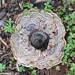 Trametes versicolor - Photo no rights reserved