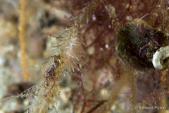 Amphorina linensis