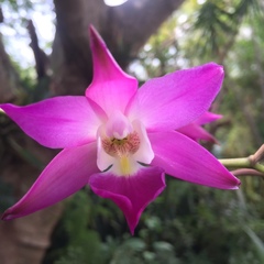 Laelia