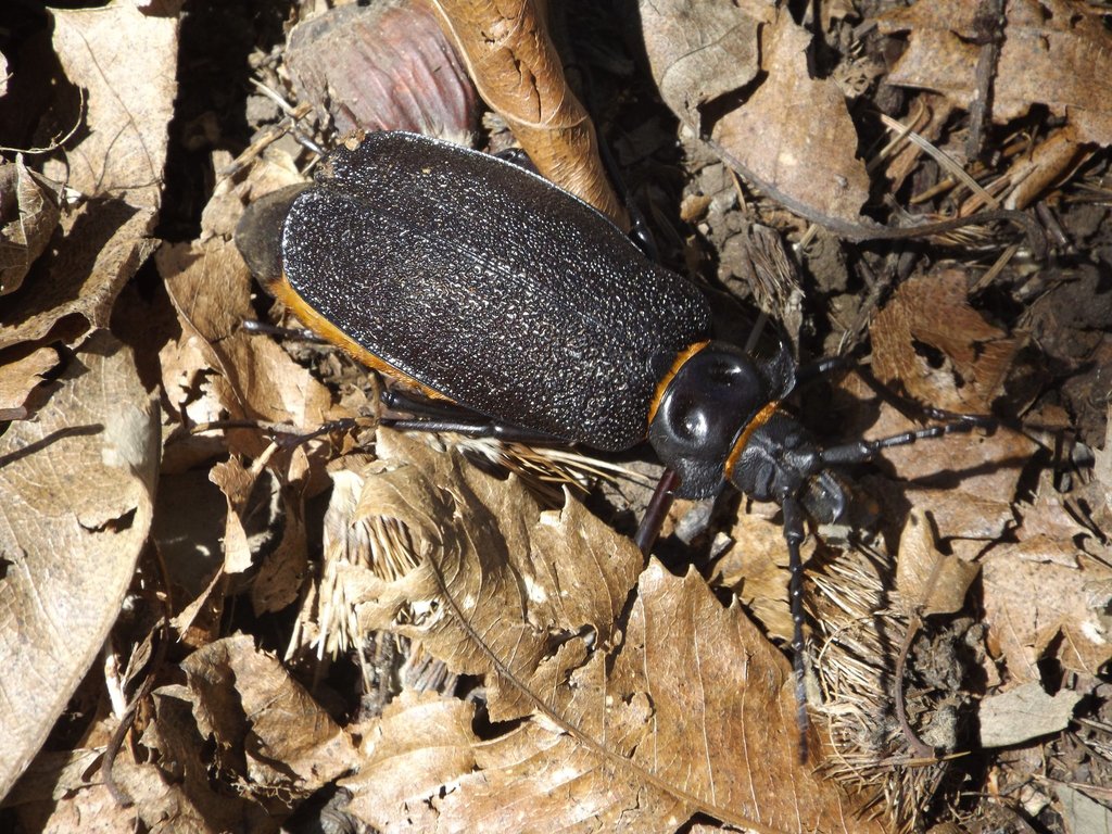 Acanthinodera