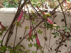 Tropaeolum pentaphyllum