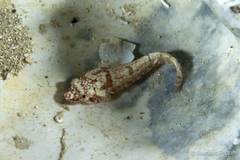 Two-Spotted Clingfish photo 3