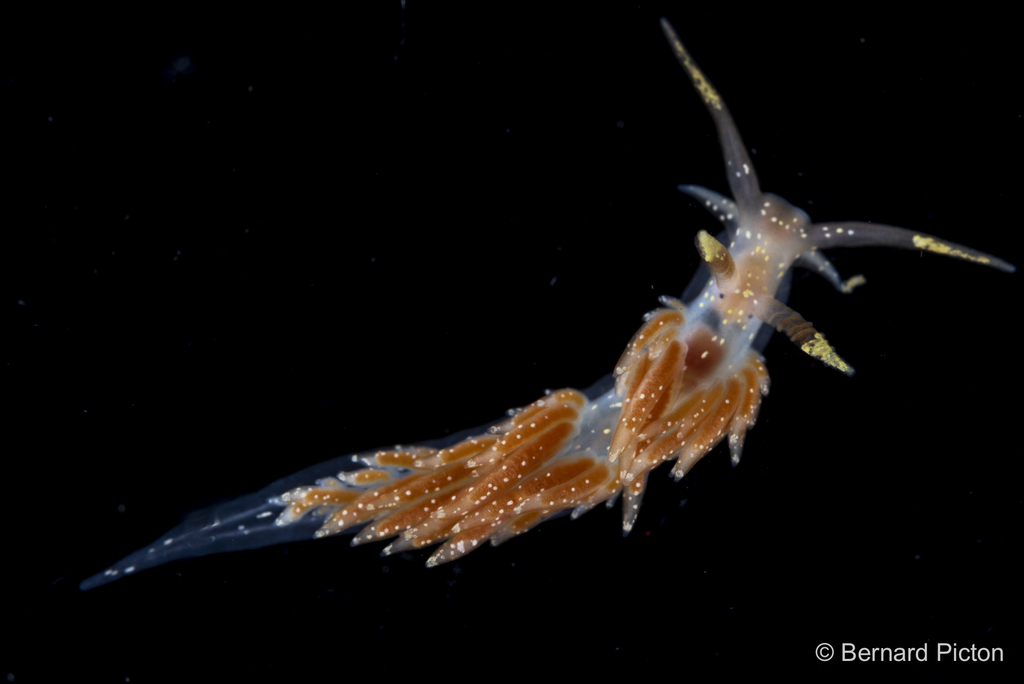 Facelina annulicornis