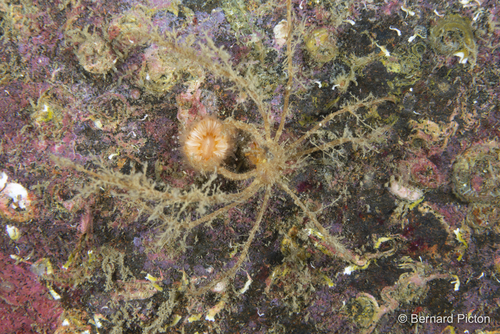 Macropodia rostrata