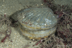 Aequipecten opercularis