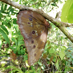 Morpho menelaus