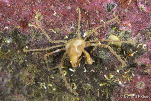 Leach's spider crab