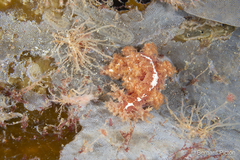 Dendronotus lacteus