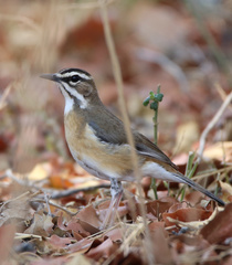 Cercotrichas quadrivirgata
