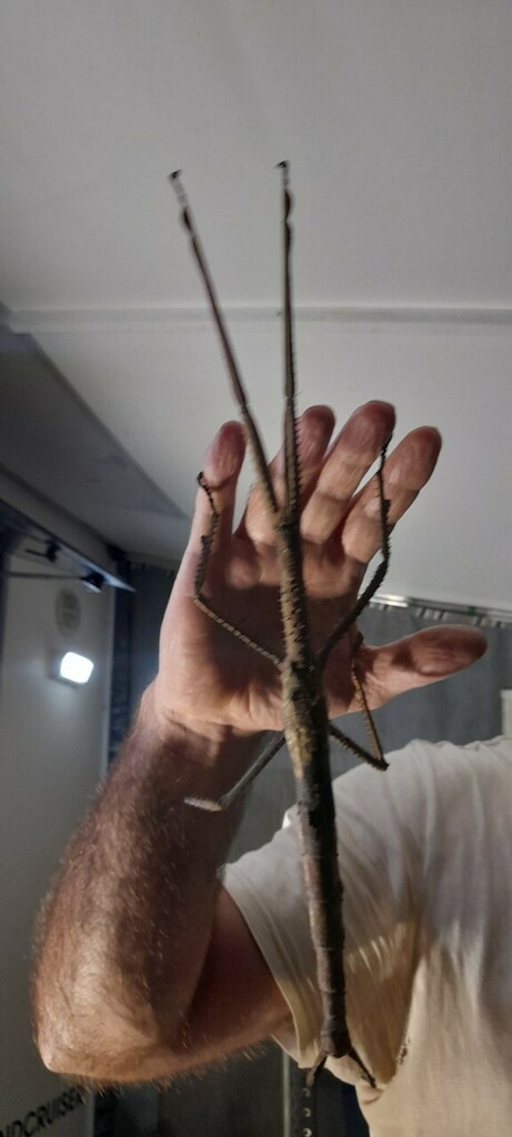 Highlands Giant Acrophylla from Millaa Millaa QLD 4886, Australia on ...