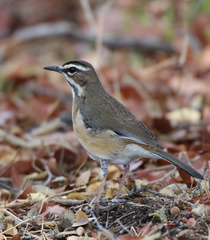 Cercotrichas quadrivirgata