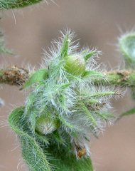 Seddera suffruticosa var. hirsutissima image