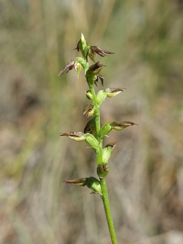 Image of Genoplesium despectans by (c) yatesy, some rights reserved (CC BY)