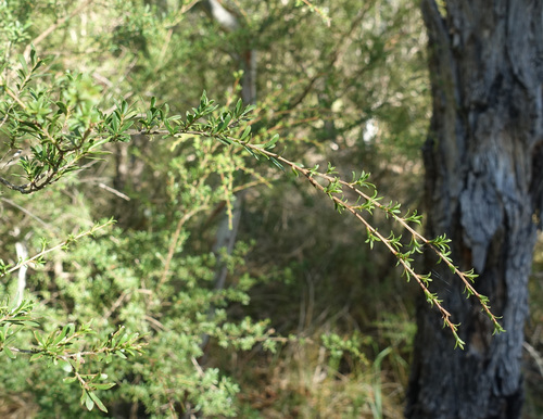 Image of Kunzea leptospermoides by (c) yatesy, some rights reserved (CC BY)