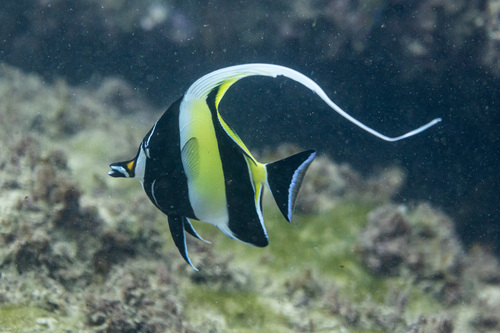 Moorish Idol