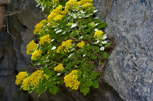 Image of Laphamia lindheimeri by (c) Michelle W. （鍾偉瑋）, some rights reserved (CC BY)
