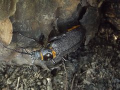 Acanthinodera cumingii