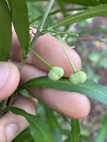 Claoxylon angustifolium observed 2023-04-23