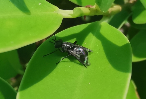 Euthera fascipennis