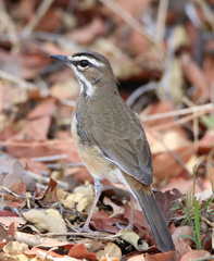 Cercotrichas quadrivirgata