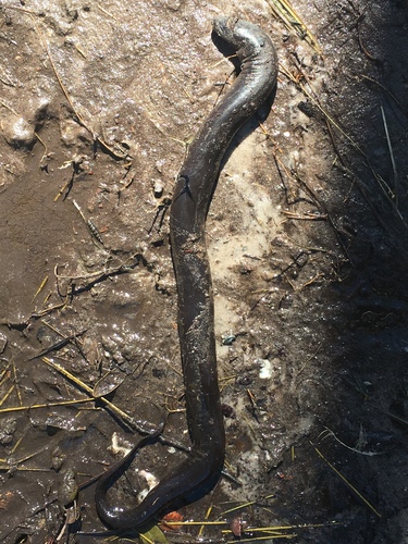 Amphiumidae image