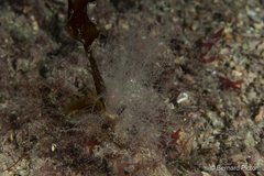 Halopteris catharina