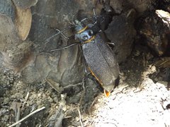 Acanthinodera cumingii