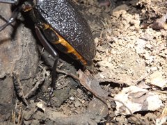 Acanthinodera cumingii