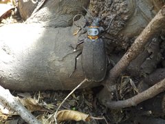 Acanthinodera cumingii