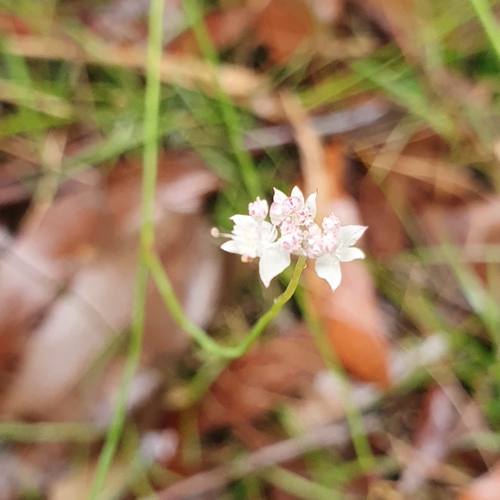 Image of Xanthosia atkinsoniana by (c) ronavery, some rights reserved (CC BY)