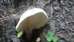 Pleurotus dryinus