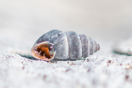 Chondrina kobelti