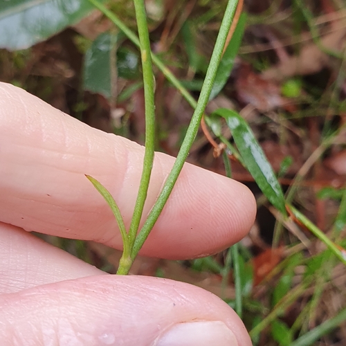 Image of Xanthosia atkinsoniana by (c) ronavery, some rights reserved (CC BY)