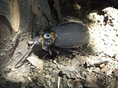 Acanthinodera cumingii