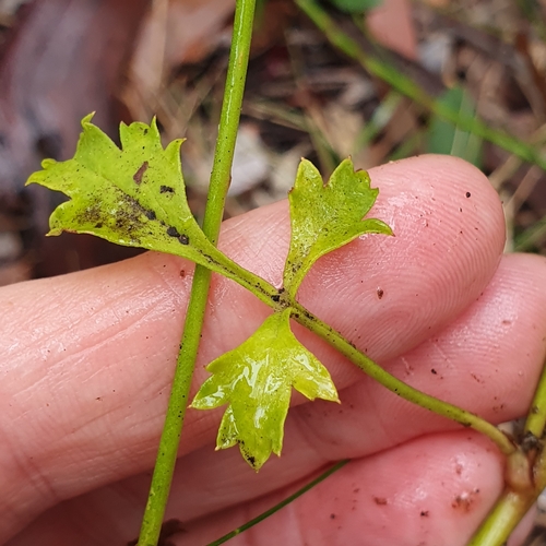 Image of Xanthosia atkinsoniana by (c) ronavery, some rights reserved (CC BY)