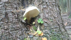 Pleurotus dryinus