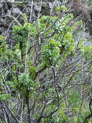 Aeonium spathulatum image