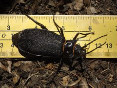 Acanthinodera cumingii