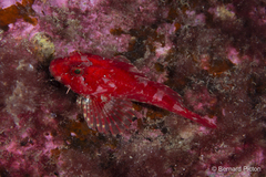 Taurulus bubalis