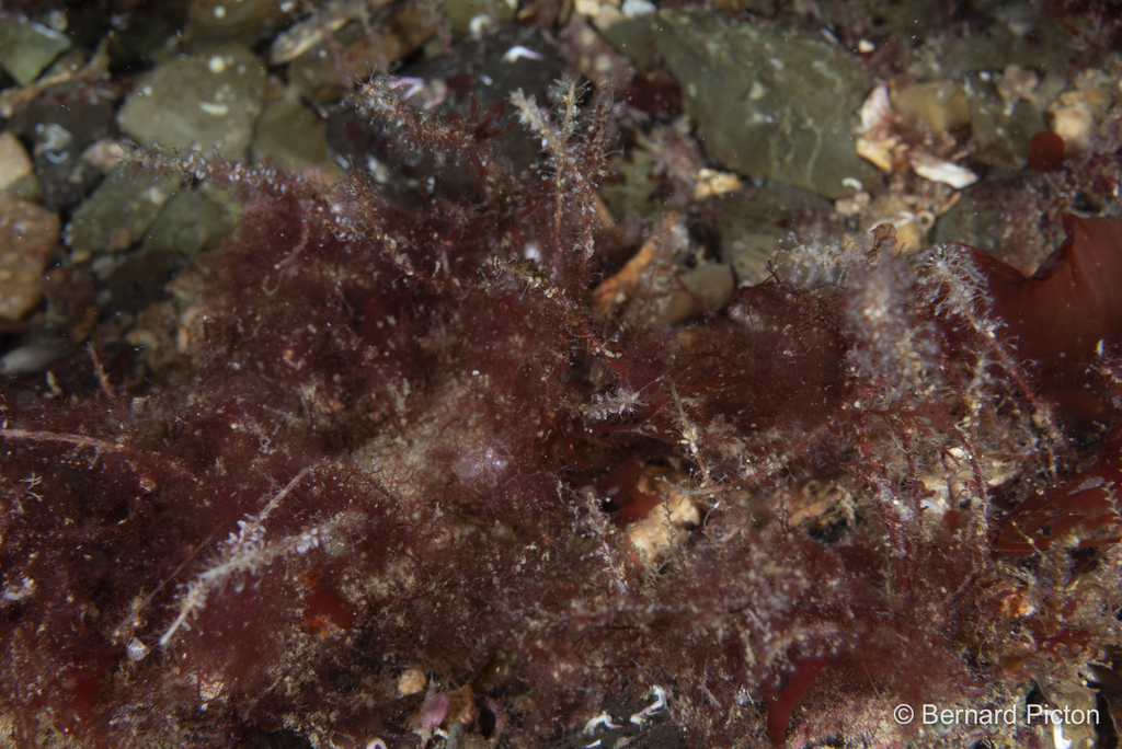horsetail hydroid