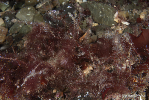 Rhizocaulus verticillatus