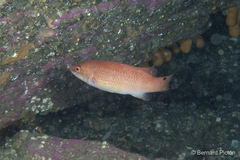 Ctenolabrus rupestris